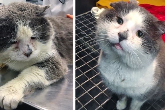 Печальный кот наконец приходит в себя после шести лет жизни на улице