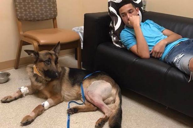 Собака героически защитила своего юного хозяина от грабителей