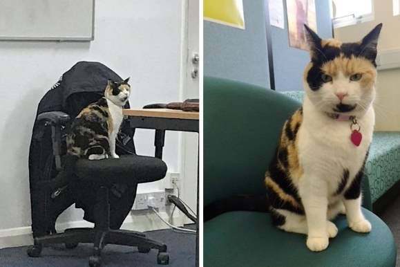 В Университете Честера кошку выбрали Лучшим преподавателем