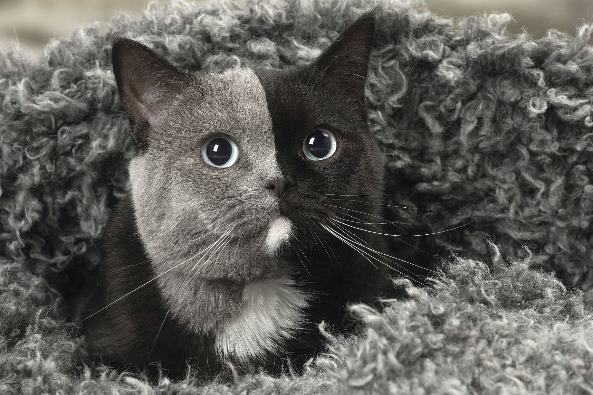 Интернет удивила черно-серая кошка-химера