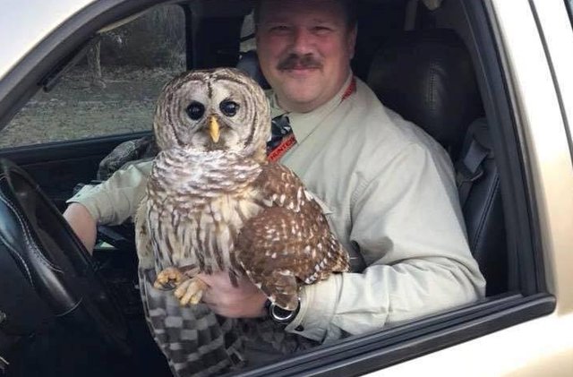 В Мэриленде полицейский спас с дороги сову