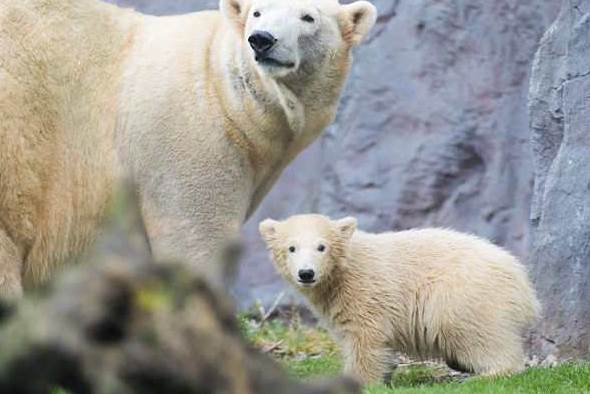 Белый медвежонок Нанук и его большая мама