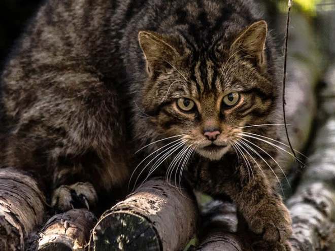 В лесах Шотландии на камеру наблюдения попал огромный дикий лесной кот