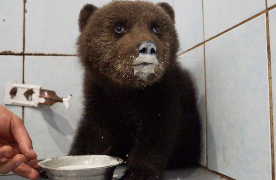В Ленинградской области спасают раненого маленького медвежонка