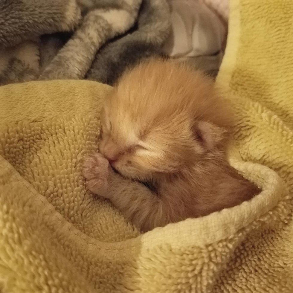 Рыжий новорожденный котенок