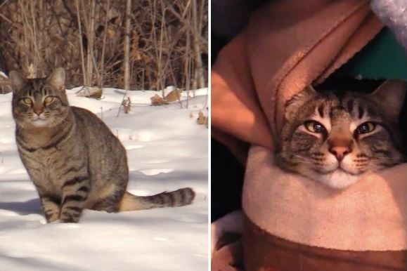 Жители Иллинойса спасли двух кошек, брошенных зимой в лесу на морозе