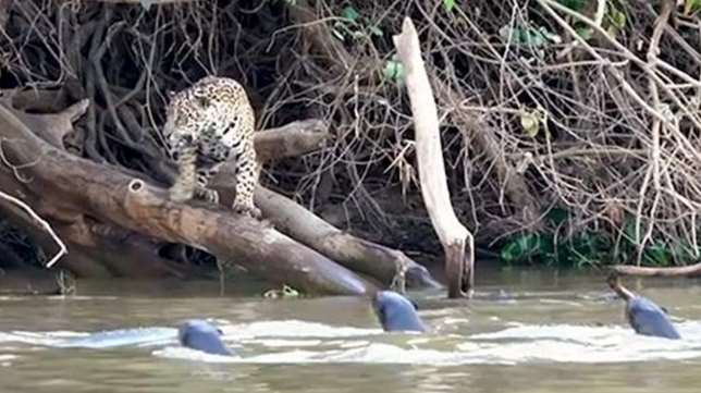На видео засняли как стайка бразильских выдр напугала ягуара