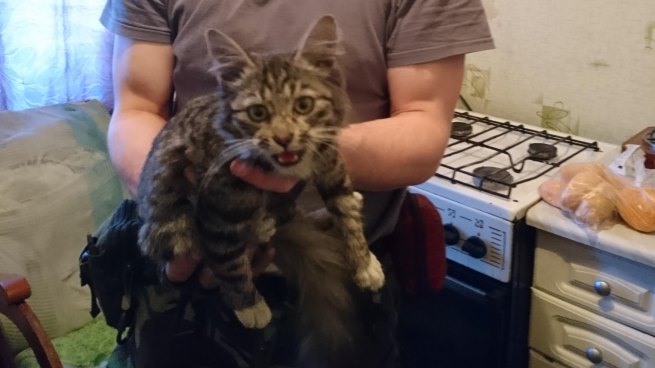 В Ленинградской области спасли молодого кота, который 4 дня просидел в вентиляции
