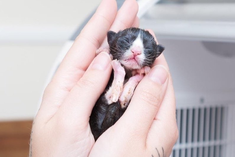 Девушка выходила новорожденного котенка, которого нашли под студией живописи