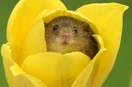 Фотограф Майлз Герберт делает самые очаровательные снимки крошечных мышей в тюльпанах