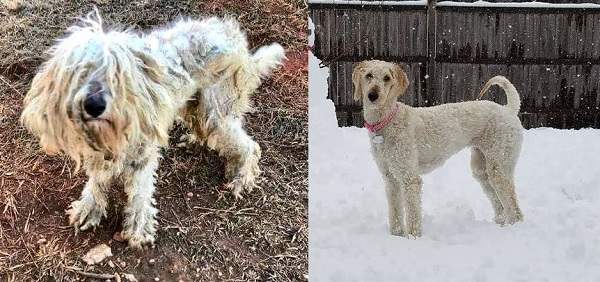 Невероятное преображение брошенной собаки Молли