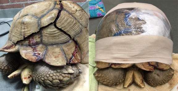 В Сан-Диего спасают огромную черепаху с трещиной в панцире