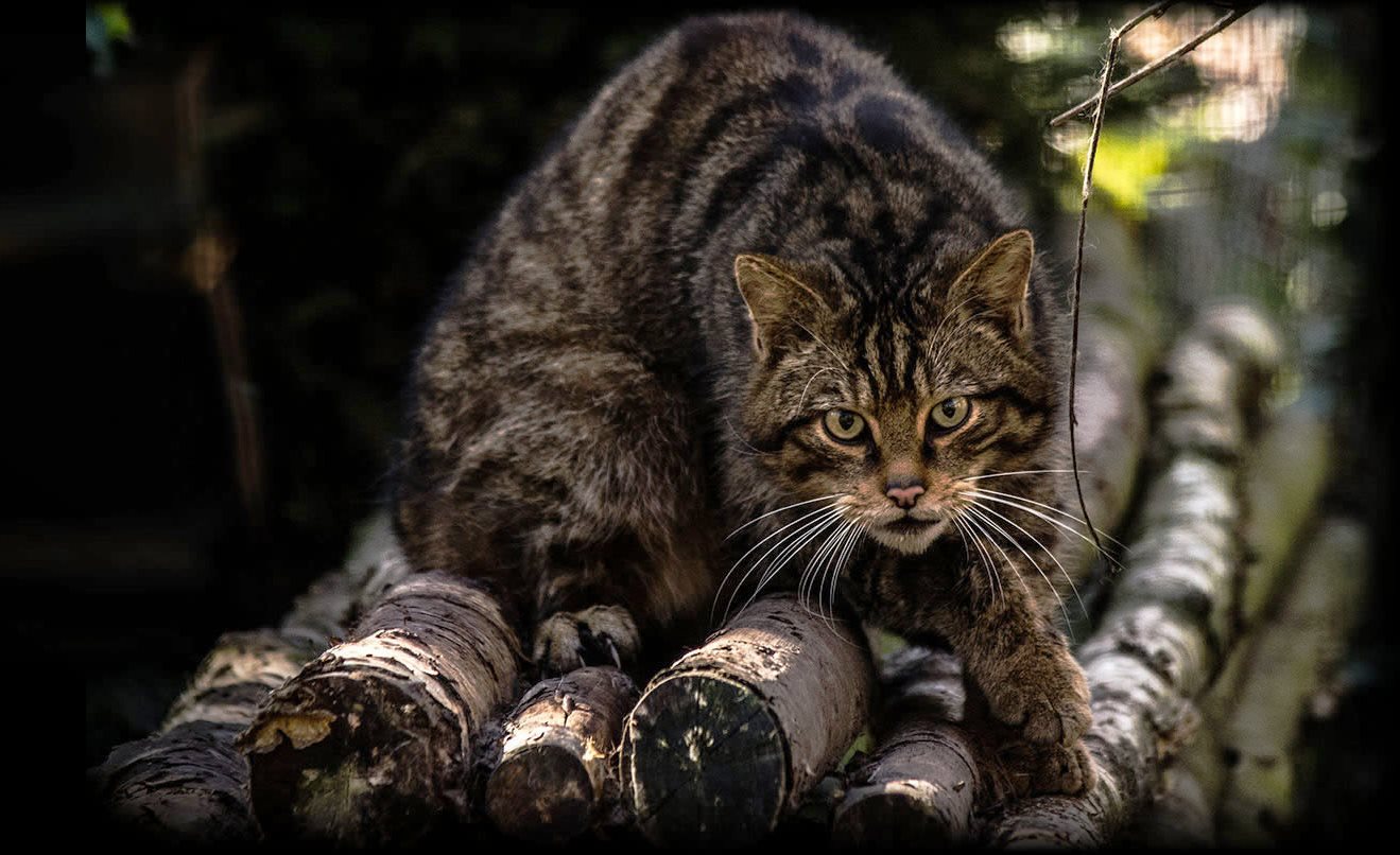 Лесной Кот Фото