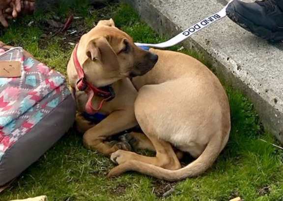 В штате Вашингтон полиция всего за несколько дней нашла украденную собаку и вернула ее хозяину