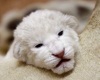 В зоопарке Белграда родились четыре белых львенка (фото + видео)