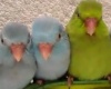 Минутка для умиления: Волнистые попугайчики любят поглаживания