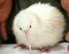 В Новой Зеландии родился второй белый киви за 2011 год