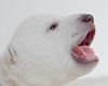 Скандинавский медвежонок Сику звезда фотографов (12 фото)