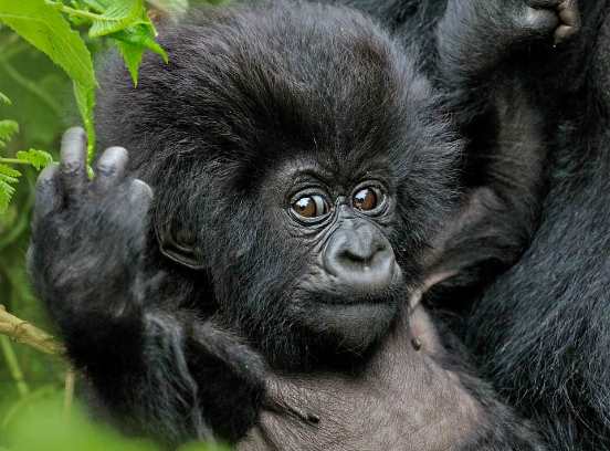 В Руанде фотограф заснял забавного детеныша гориллы