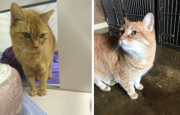 Женщина взяла к себе двух 14-летних котов, чтобы они провели старость в ласке и заботе