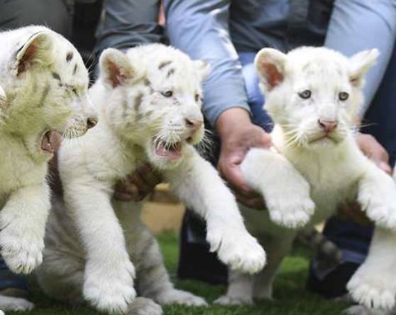 В Китае за раз родилось сразу пятеро редких белых тигрят