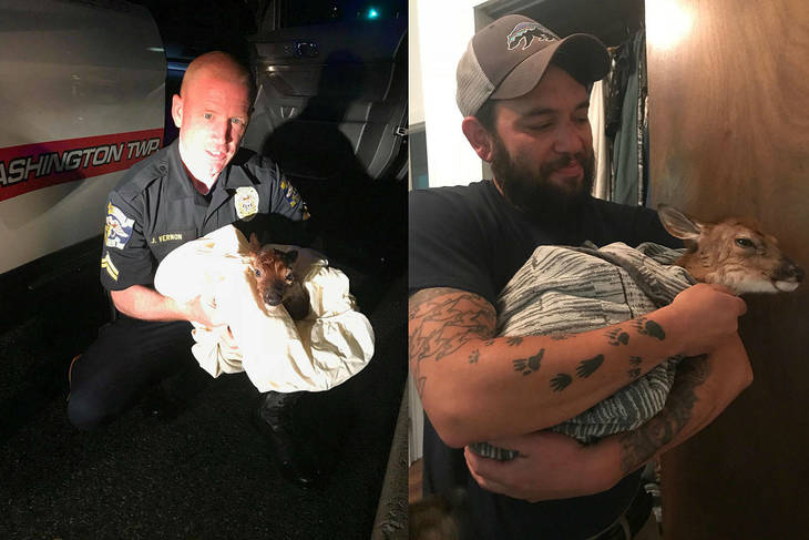 Полицейский спас малыша беременной оленихи, которую сбила машина