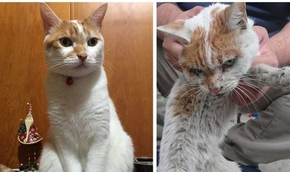 На Тайване нашли чудо-кота, который 45 дней провел в ловушке после землетрясения и выжил!