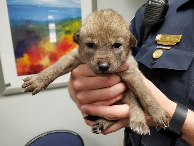 В отделение полиции Иллинойса принесли щенка, который оказался совсем не собакой