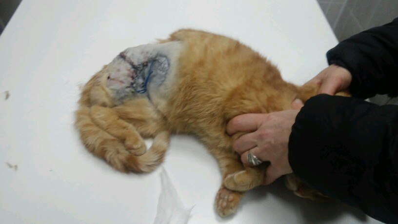 В Смоленске бездомный кот с огромным желанием жить чудом пережил нападение живодеров