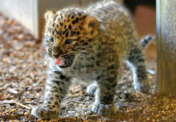 В зоопарке Вены родились детеныши редчайшего дальневосточного леопарда