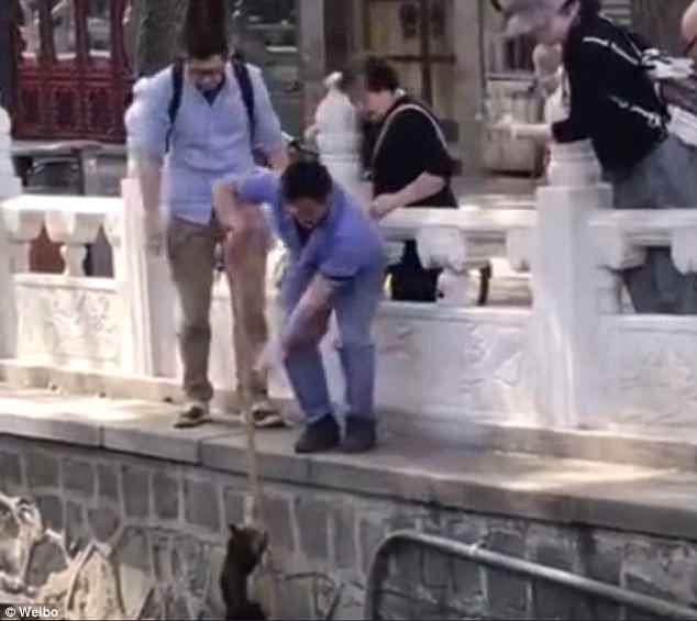 В Пекине уборщица спасла уличного кота, упавшего в канал с водой