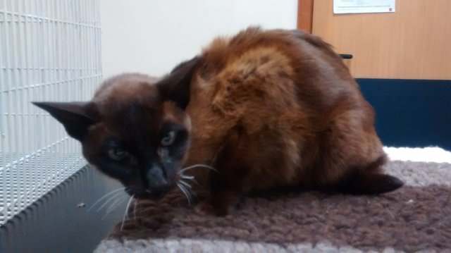 В Уэльсе спасли кошку, которую на 2 недели бросили в запертом замусоренном доме