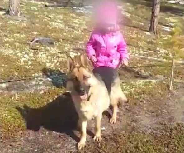 В Якутии служебная собака Рига нашла пропавшую в лесу девочку