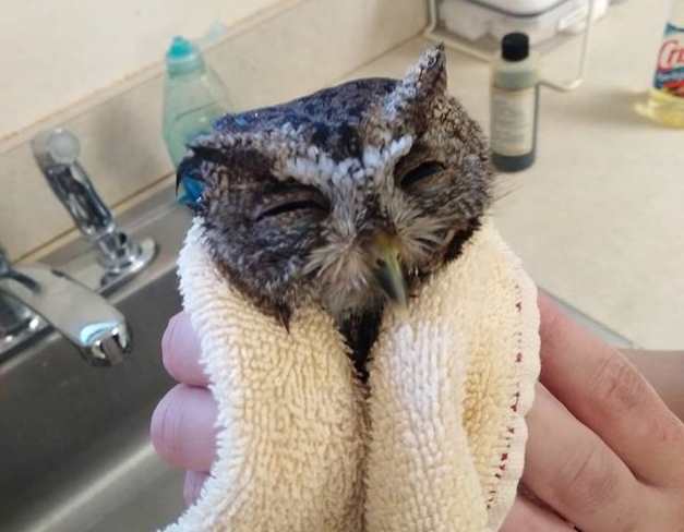Попавшей в клей маленькой сове помогли мыльные ванны и масло