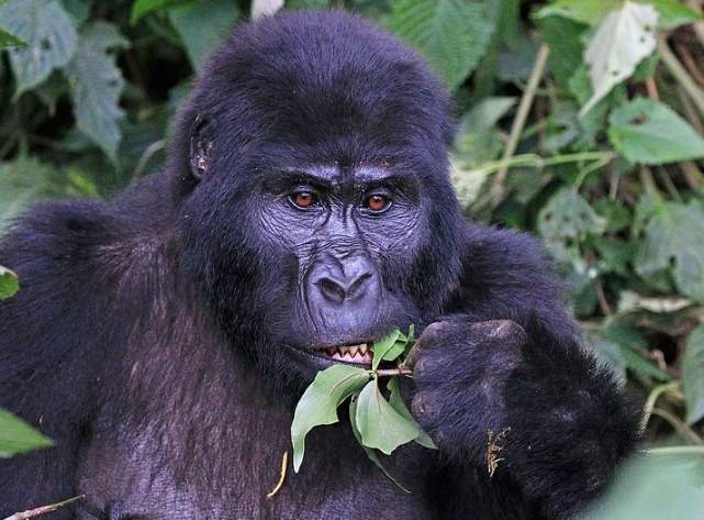 Хорошие новости для вымирающих горных горилл, их уже более тысячи