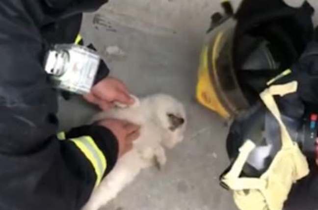 Трогательное видео спасения пожарными котят и щенят умилило китайцев