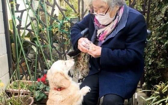 Японский песик нашел неожиданного друга в строгой бабушке-домовладелице