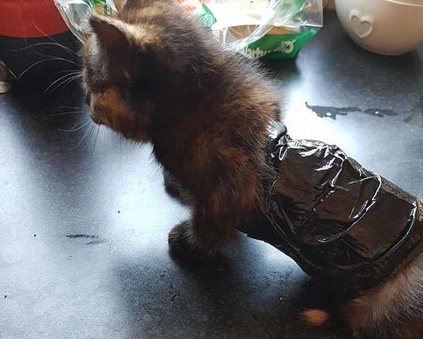 Житель Дербишира спас котенка, которого местные живодеры связали и бросили в лесу