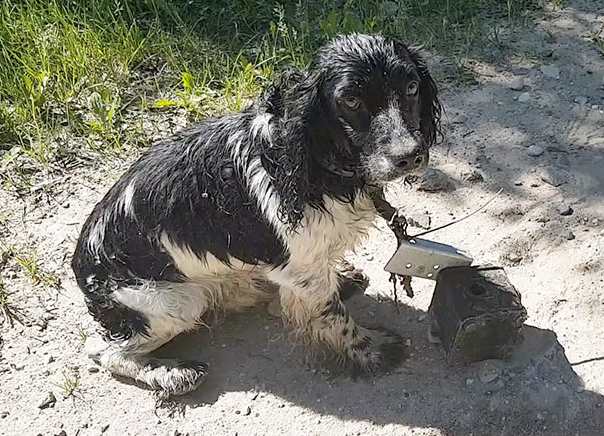 В Литве пес чудом спасся, когда к нему привязали железку и бросили в воду