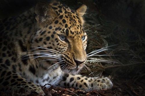 Из Шотландии в Россию могут привезти дальневосточного леопарда, чтобы выпустить его в дикую природу