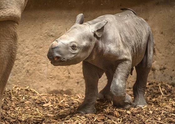 В зоопарке Честера очень редкий носорог шокировал посетителей, внезапно родив детеныша