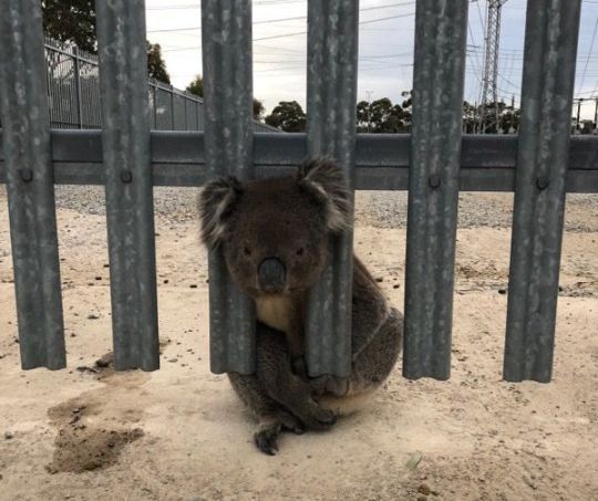 В Австралии уже в третий раз спасли особо невезучую коалу