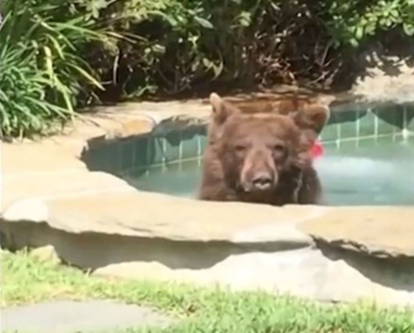 В Калифорнии медведь пришел в частный дом, поплавал в бассейне и выпил коктейль 