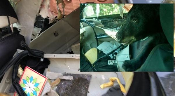 В Колорадо медведь-хулиган залез в машину, съел бананы и разодрал все остальное