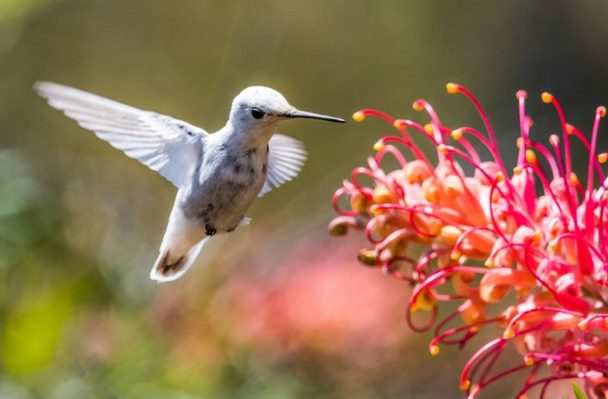 Фотограф заснял редкую белую крошку колибри