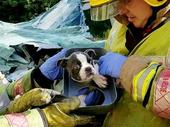 Пожарные больше часа спасали щенка из попавшего в ДТП автомобиля