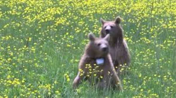 В Армении в дикую природу выпустили двух молодых спасенных медведей