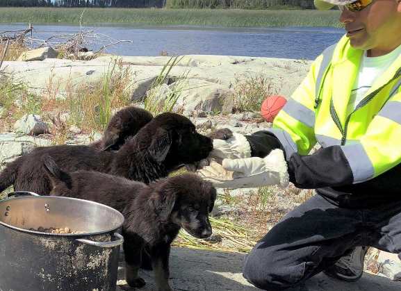 В Канаде с маленького необитаемого острова спасли семь щенков