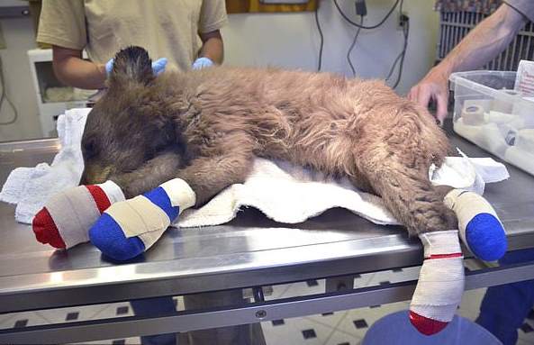 В Колорадо спасают медвежонка, который потерял маму на пожаре и сам подпалил лапы