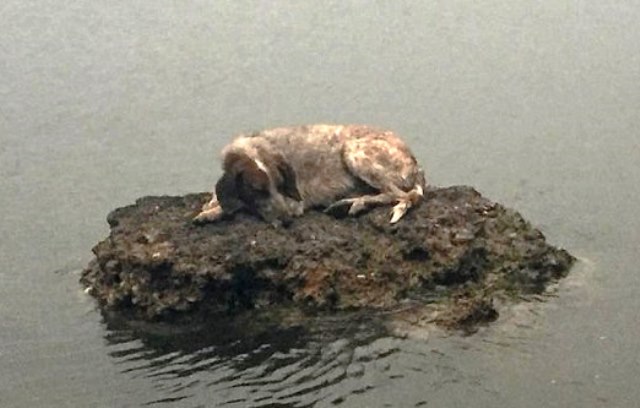 В Греции спасли собаку, которая спряталась от пожаров на маленьком камне в море